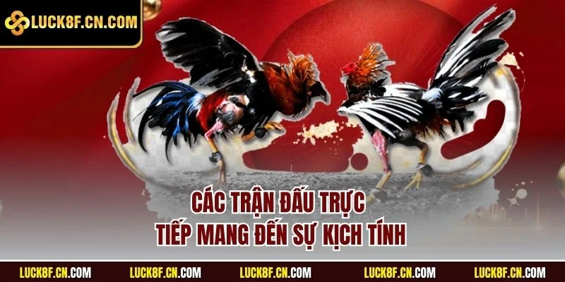Các trận đấu trực tiếp mang đến sự kịch tính